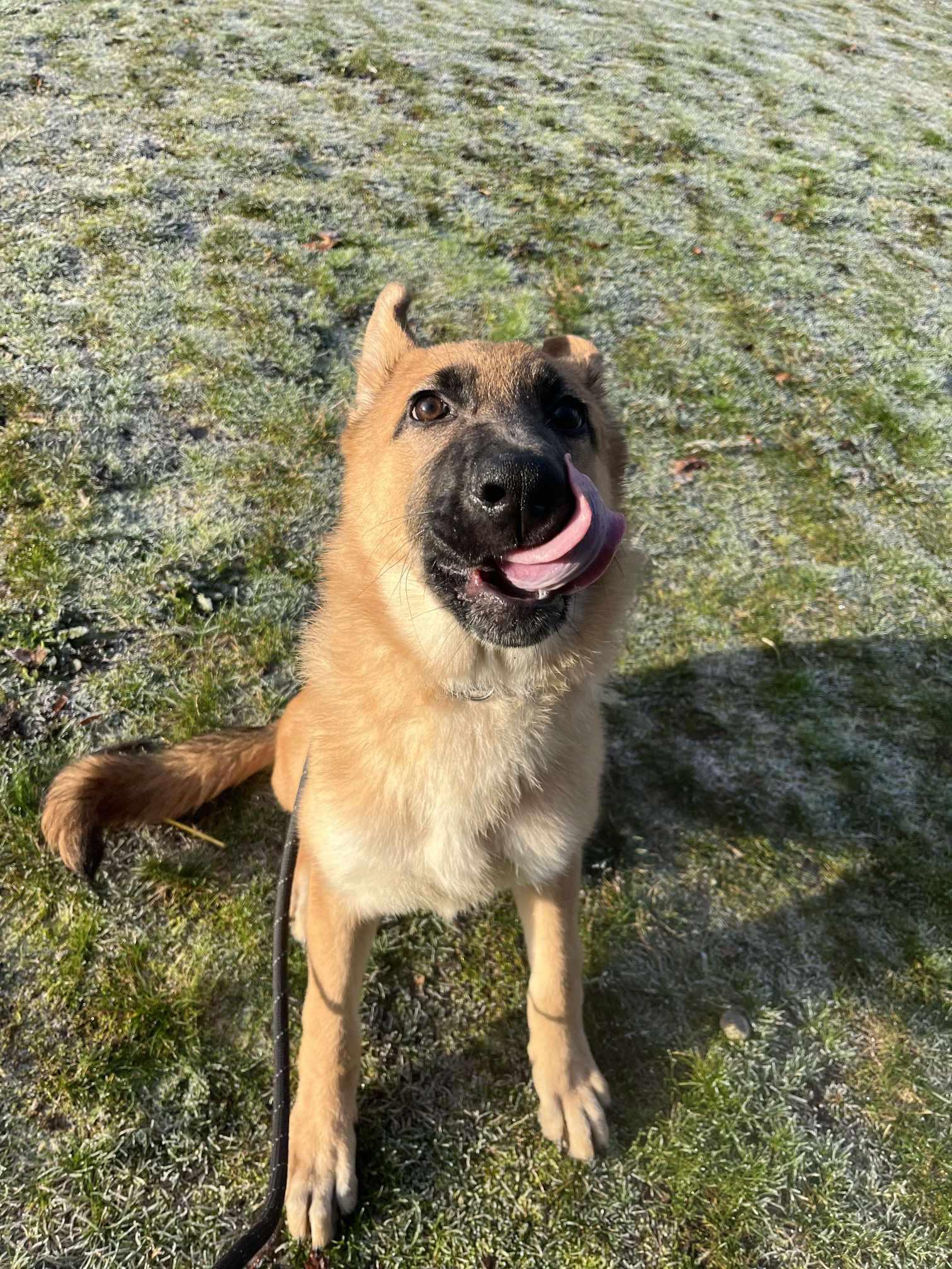 Libby, a Adoptable mixed breed in Tacoma, WA image 2/4