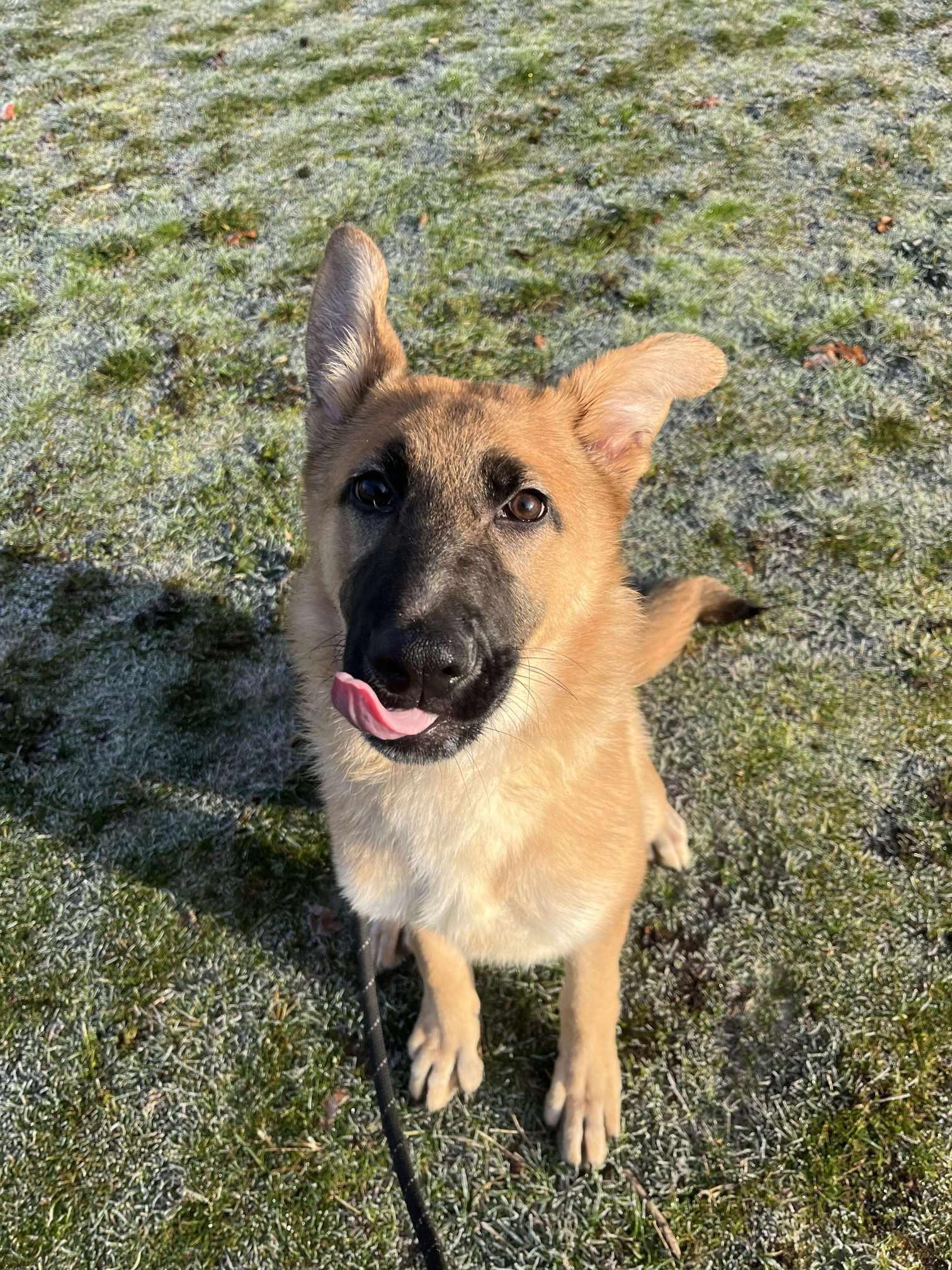 Libby, a Adoptable mixed breed in Tacoma, WA image 3/4