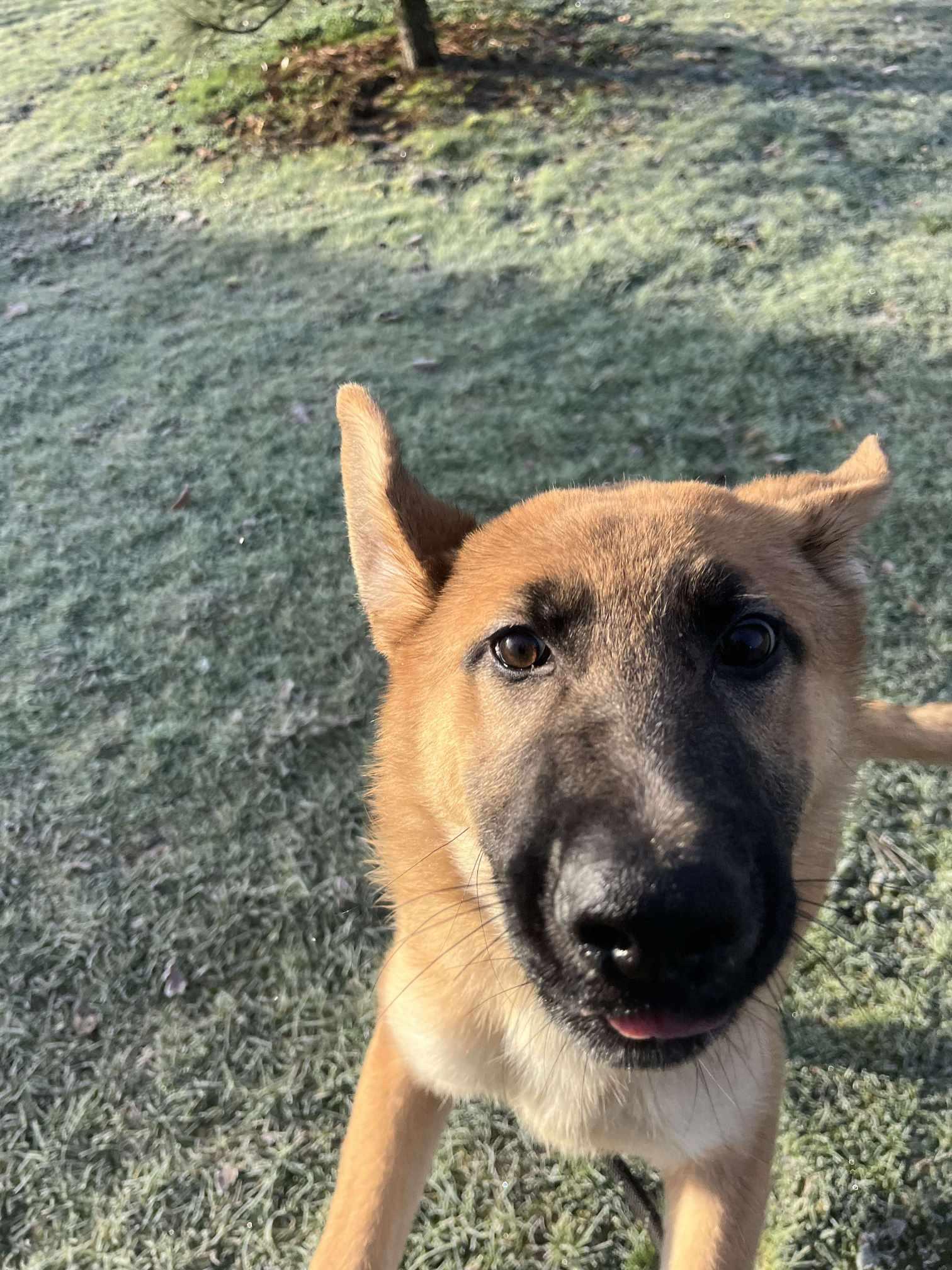 Libby, a Adoptable mixed breed in Tacoma, WA image 4/4