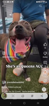 Enlarge Ronda, a Adoptable mixed breed in Schwenksville, PA image 2/5