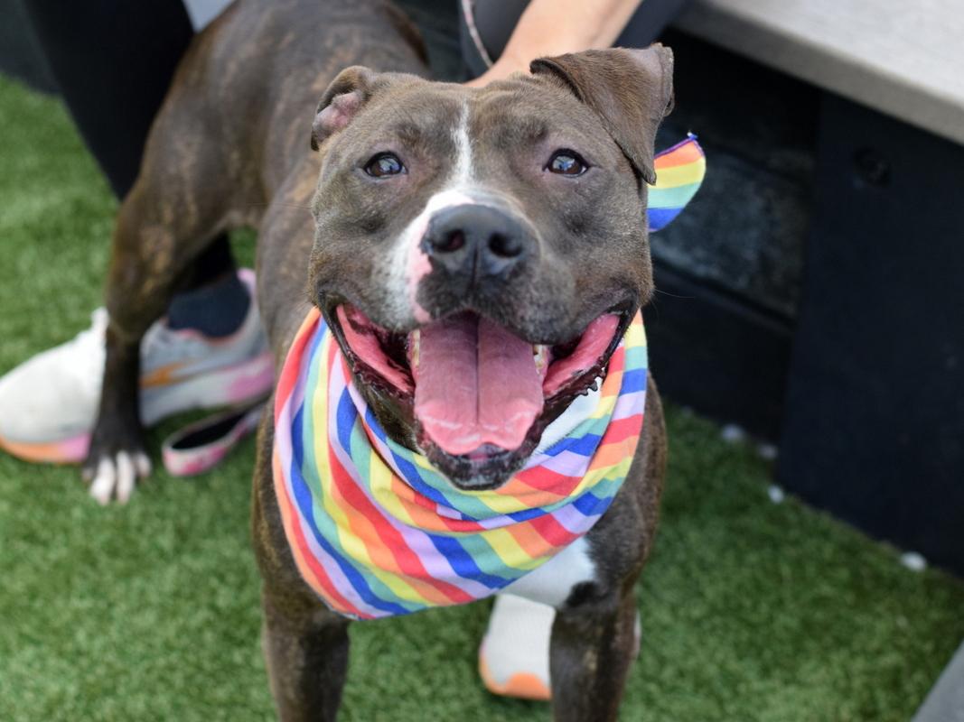 Enlarge Ronda, a Adoptable mixed breed in Schwenksville, PA image 1/5