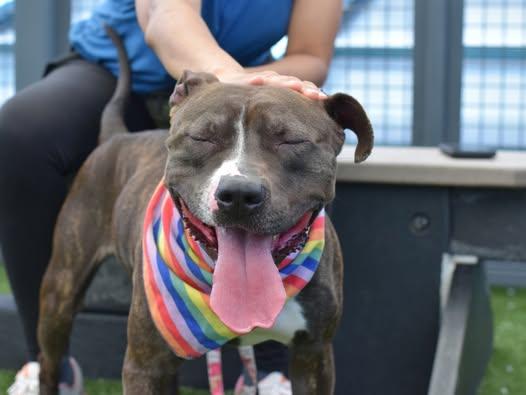 Enlarge Ronda, a Adoptable mixed breed in Schwenksville, PA image 3/5