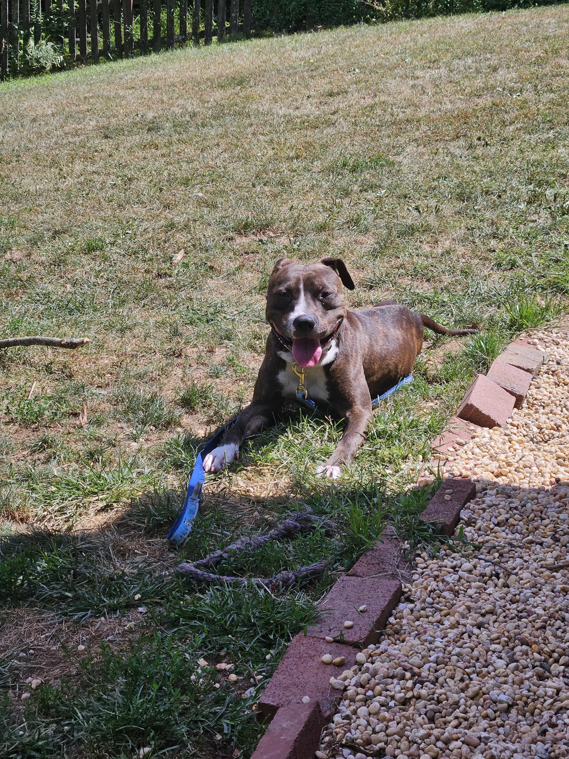 Enlarge Ronda, a Adoptable mixed breed in Schwenksville, PA image 4/5