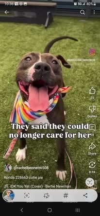 Enlarge Ronda, a Adoptable mixed breed in Schwenksville, PA image 5/5