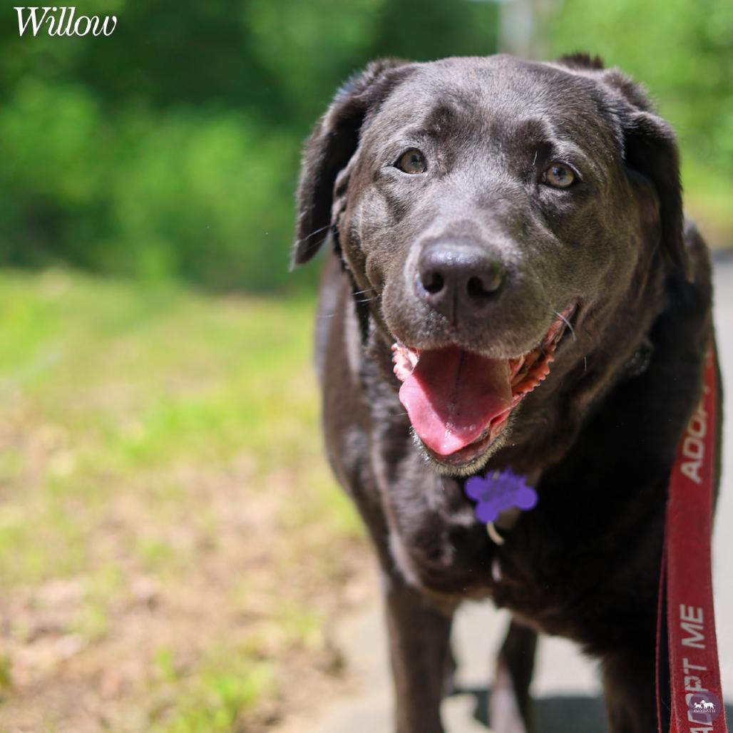 Enlarge Willow, a Adoptable mixed breed in Hopkinton, MA image 1/6