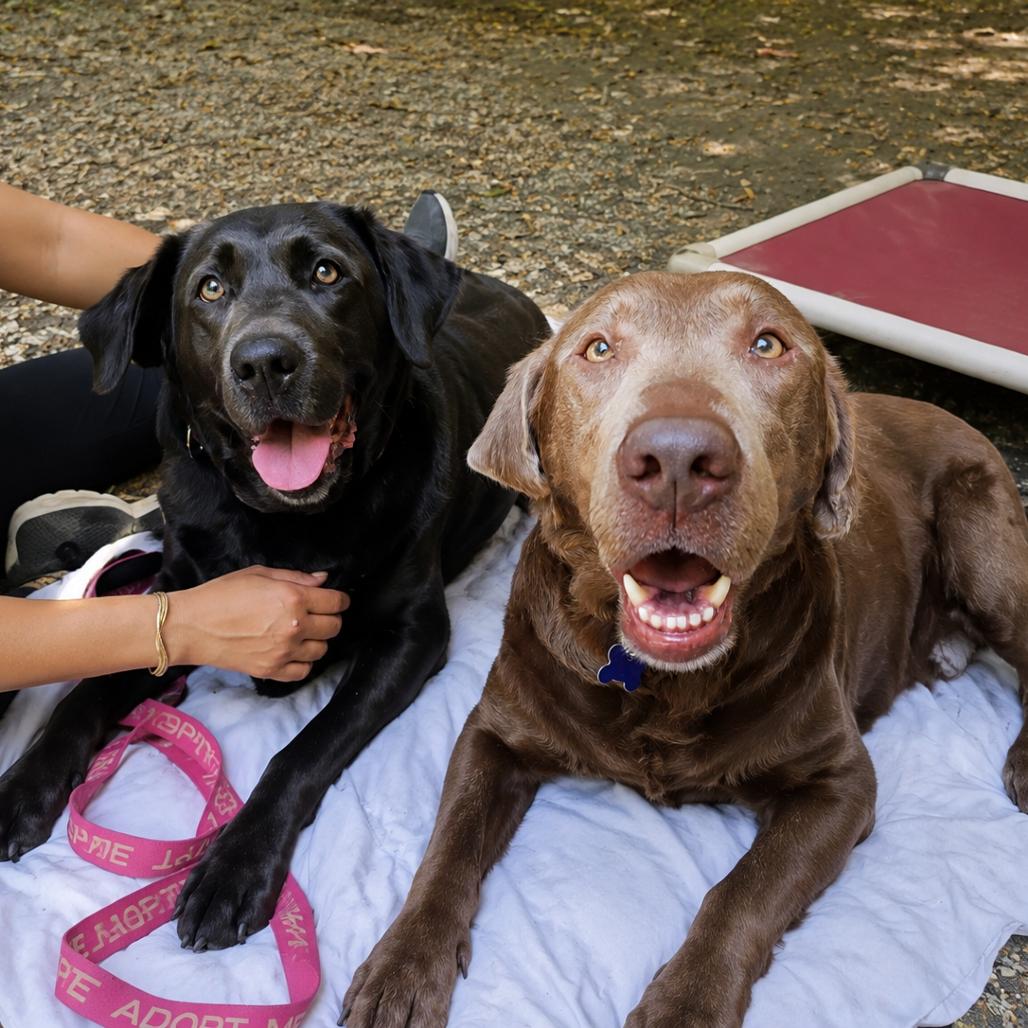 Enlarge Willow, a Adoptable mixed breed in Hopkinton, MA image 2/6