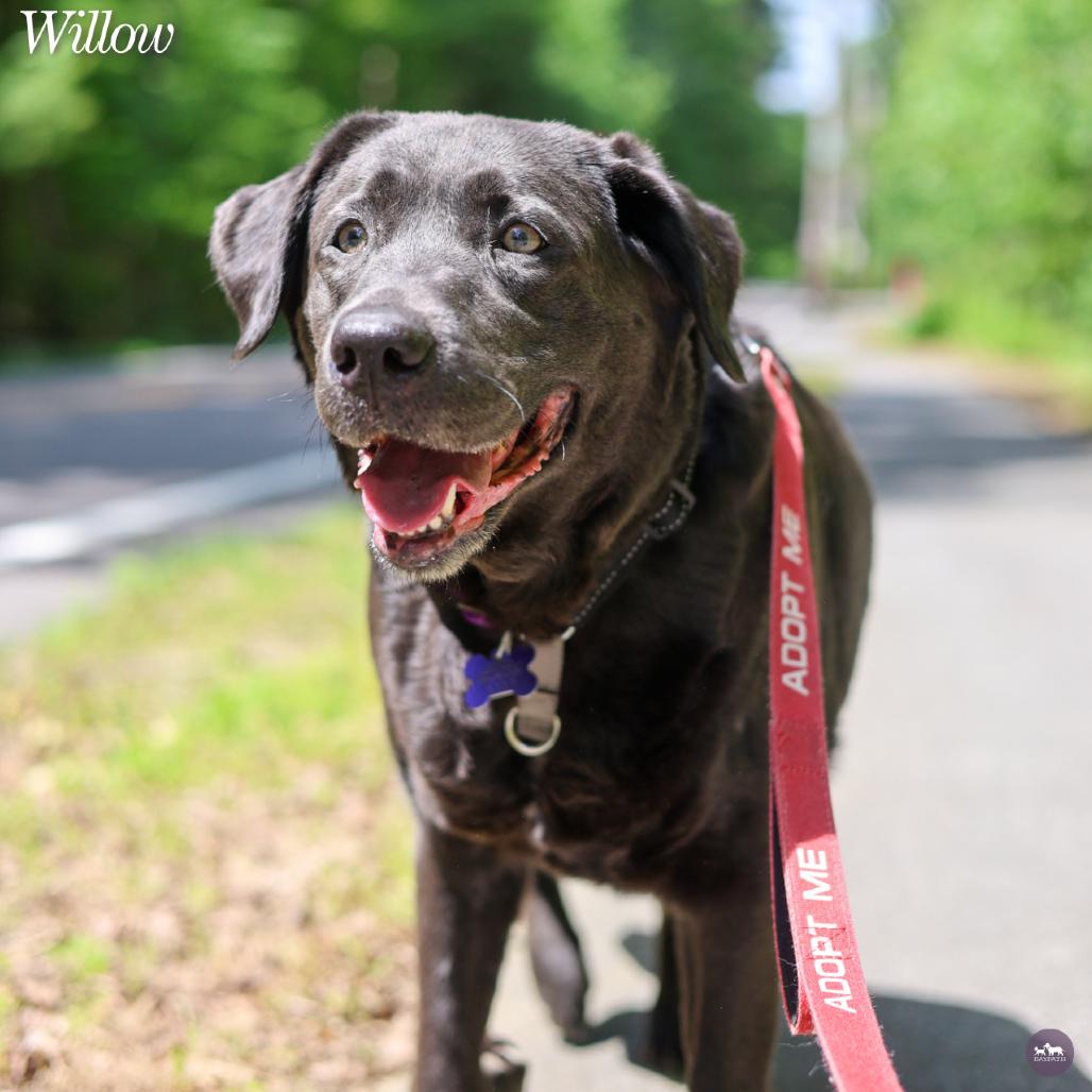 Enlarge Willow, a Adoptable mixed breed in Hopkinton, MA image 3/6