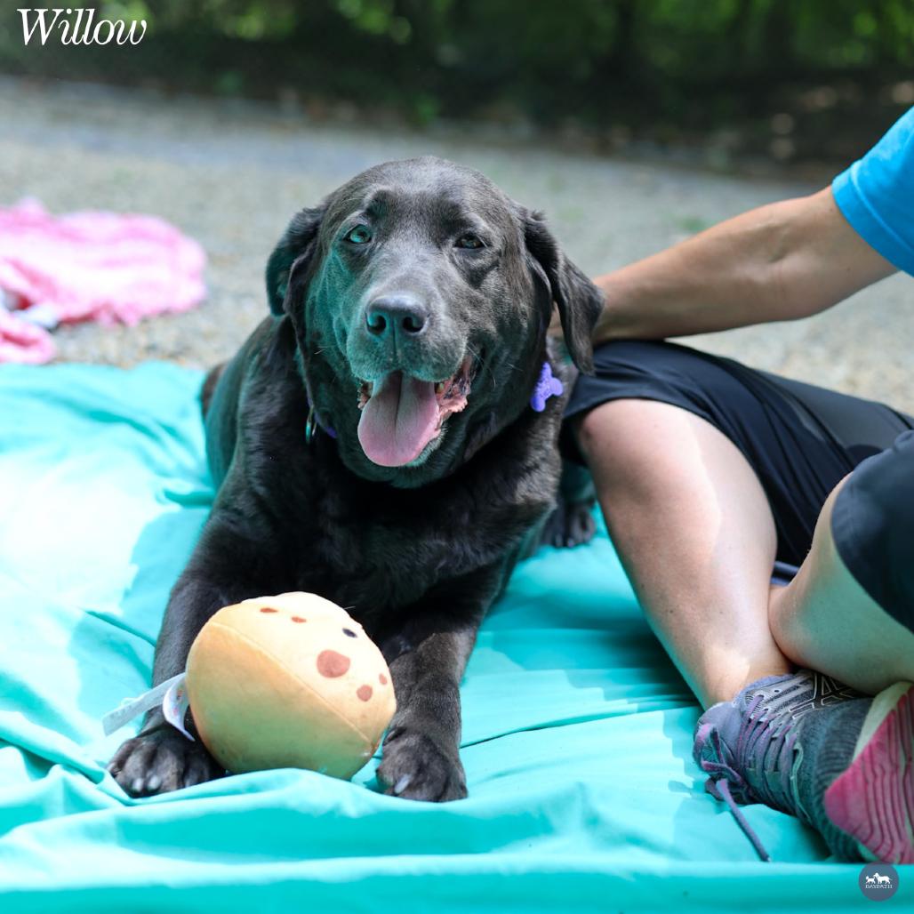 Enlarge Willow, a Adoptable mixed breed in Hopkinton, MA image 4/6