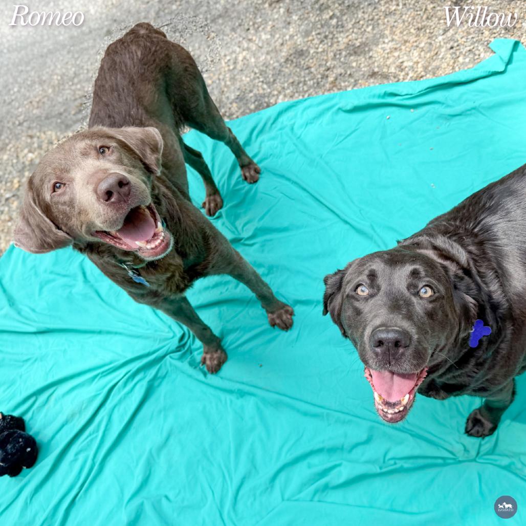 Enlarge Willow, a Adoptable mixed breed in Hopkinton, MA image 5/6