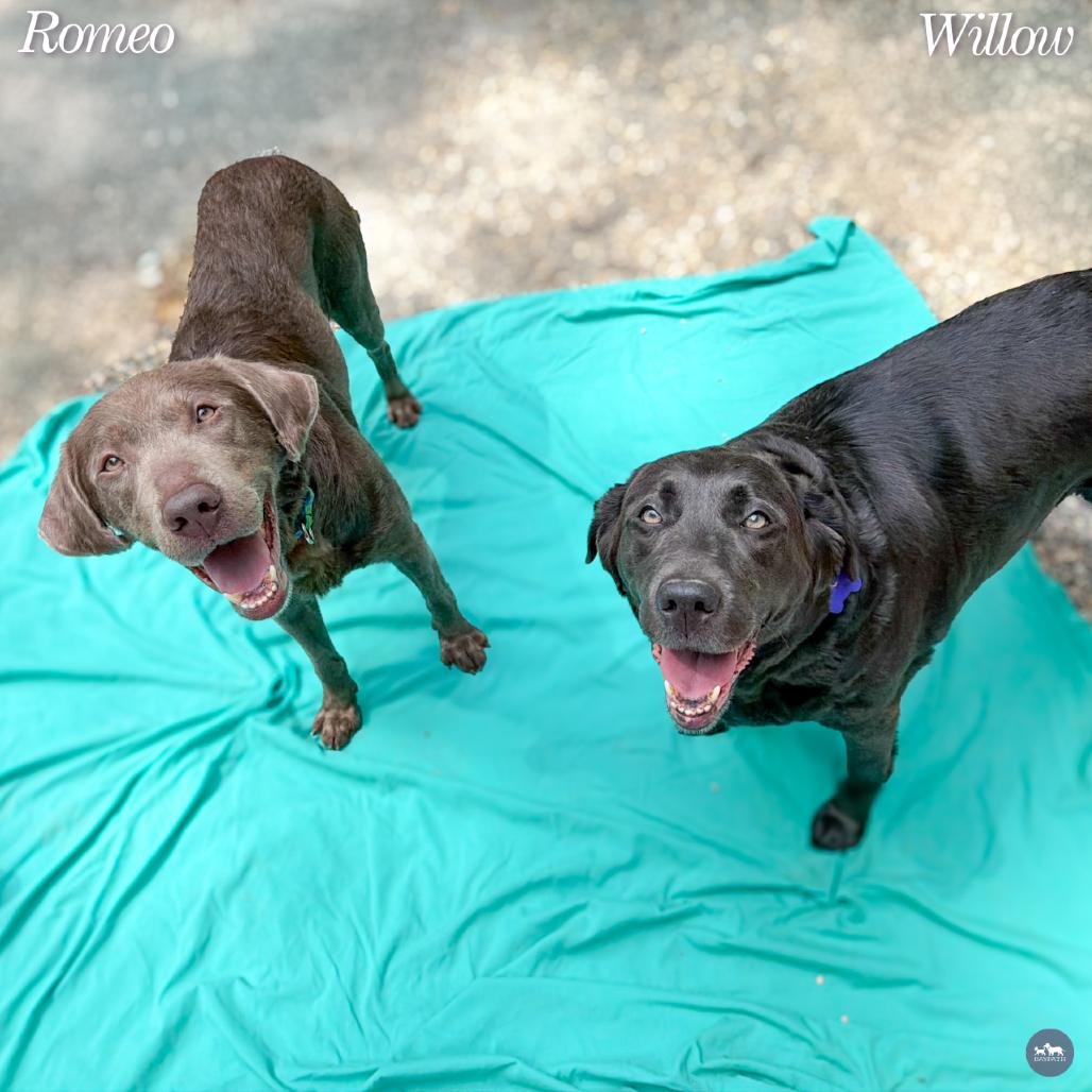 Enlarge Willow, a Adoptable mixed breed in Hopkinton, MA image 6/6