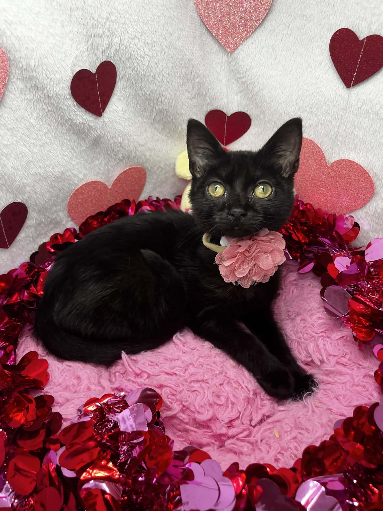 Enlarge Sequoia, an adopted Domestic Short Hair in Tavares, FL image 3/3