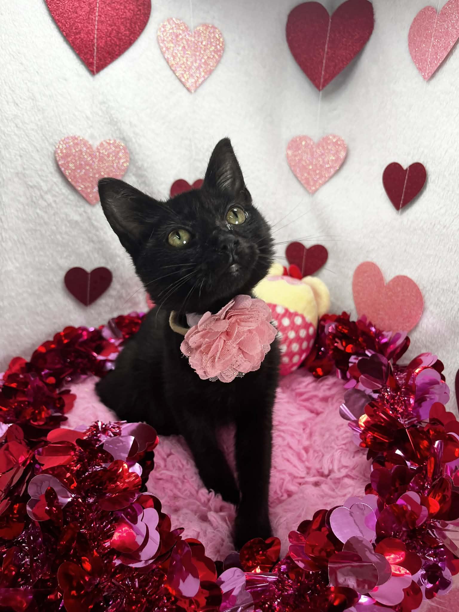 Enlarge Sequoia, an adopted Domestic Short Hair in Tavares, FL image 1/3