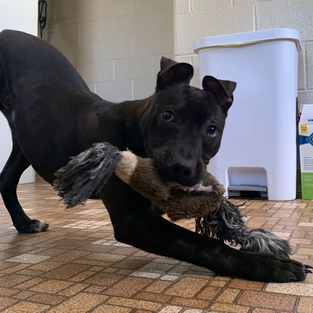 Enlarge Marcus, a Adopted Pit Bull Terrier in Eureka, IL image 2/3