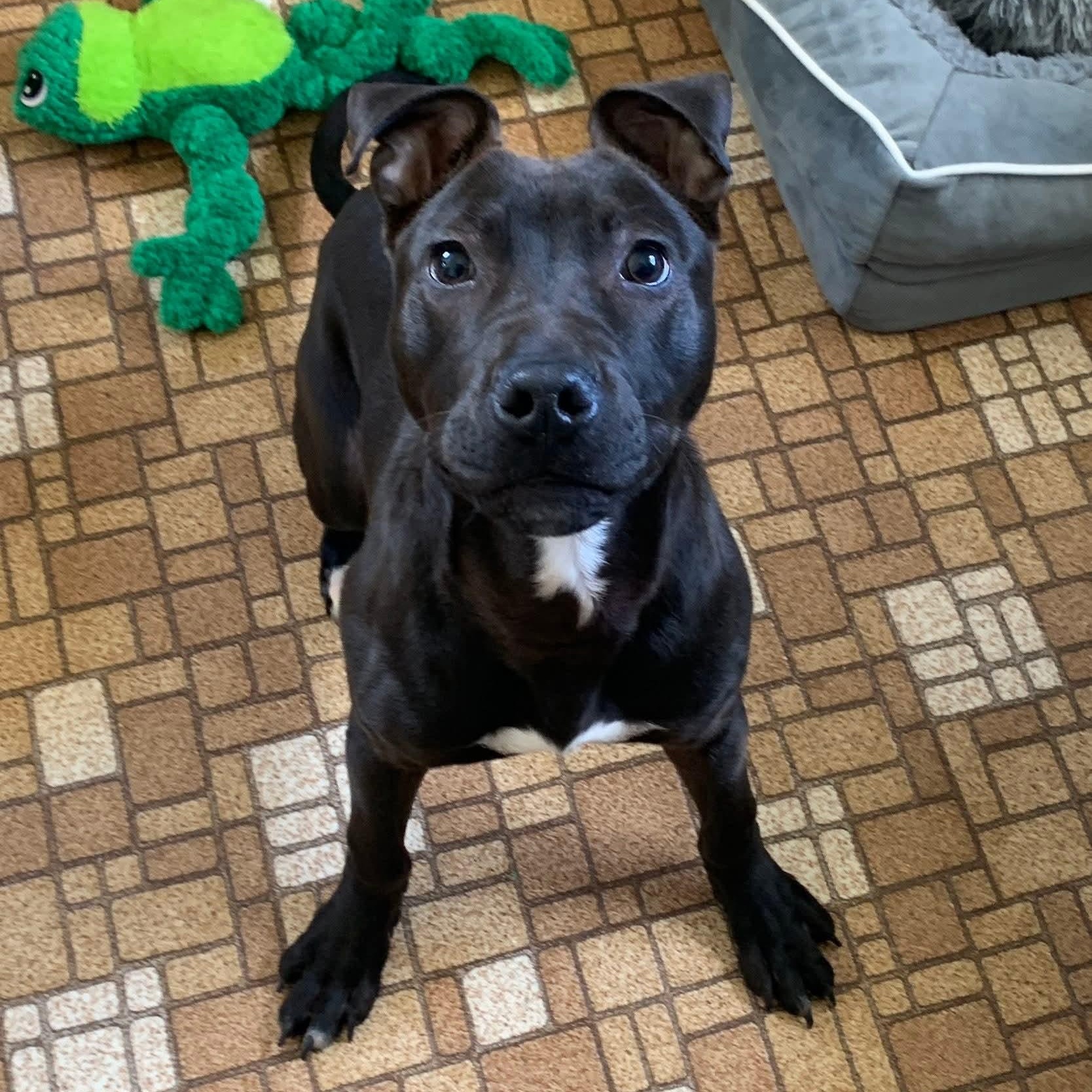 Enlarge Marcus, a Adopted Pit Bull Terrier in Eureka, IL image 3/3