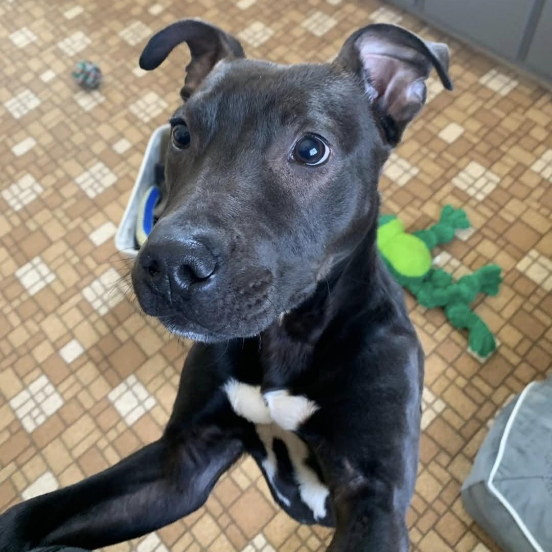 Marcus, Adopted, Puppy Male Pit Bull Terrier.