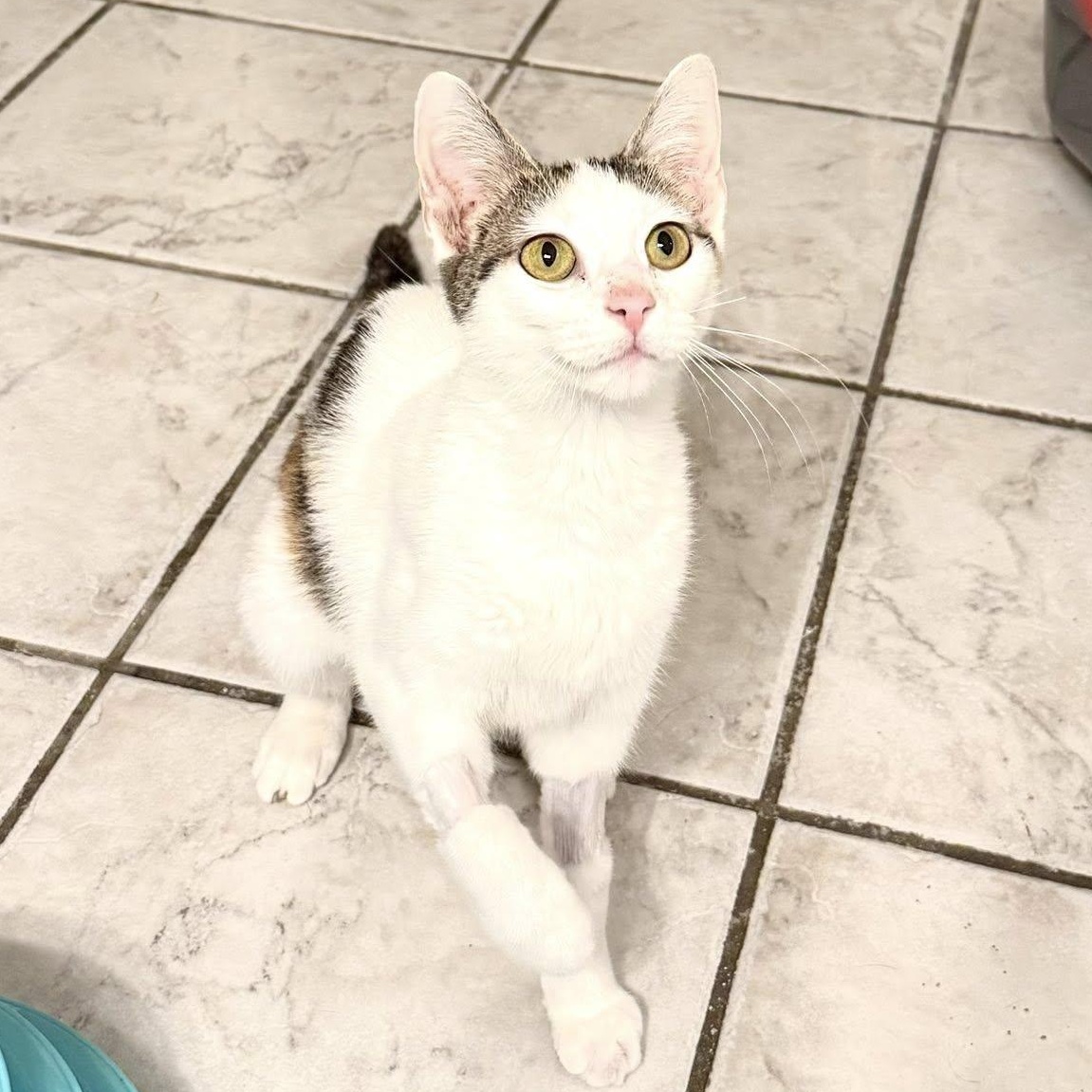 Enlarge Charity, a ADOPTABLE Domestic Short Hair in Murfreesboro, TN image 1/2