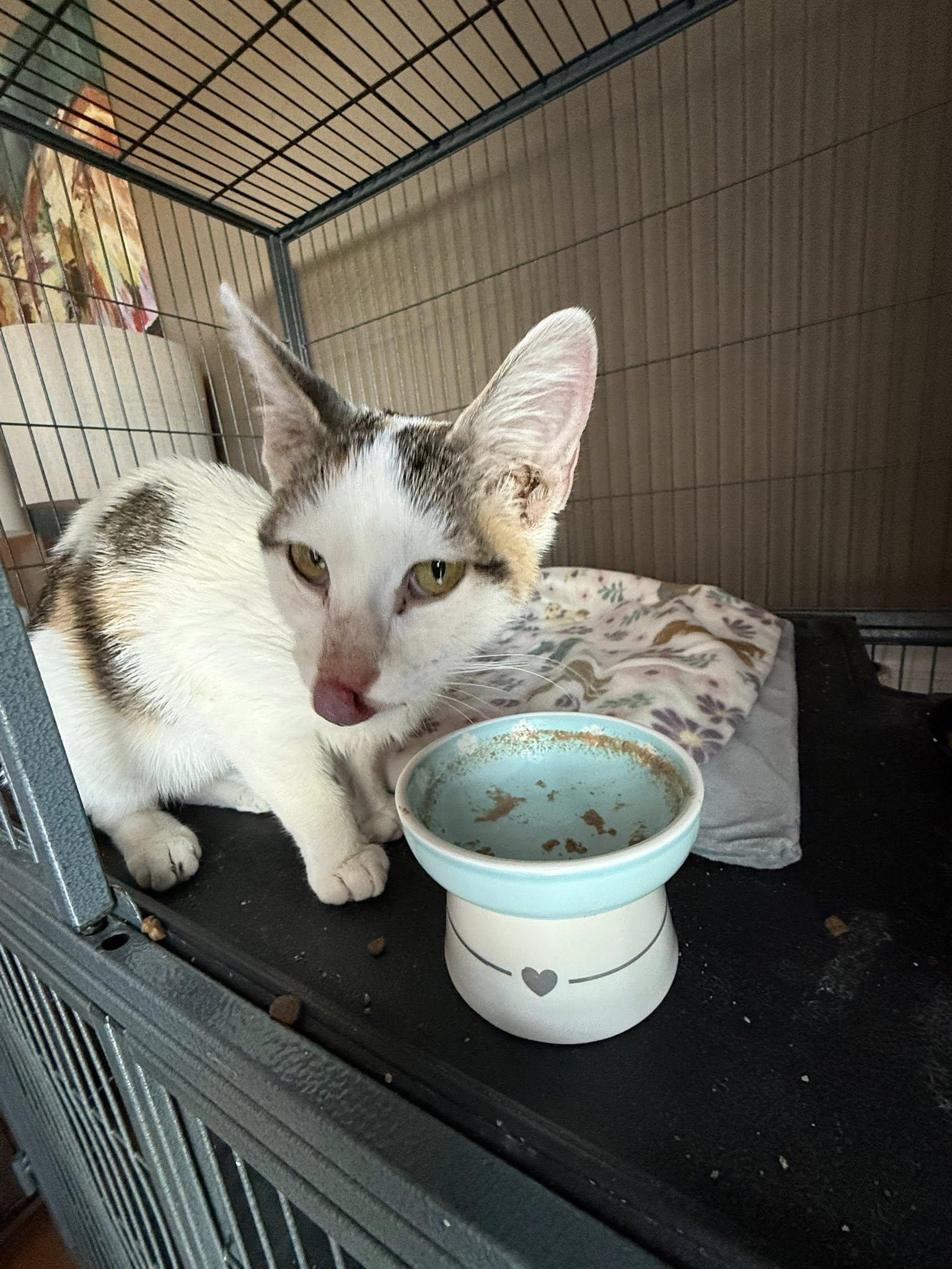 Enlarge Charity, a ADOPTABLE Domestic Short Hair in Murfreesboro, TN image 2/2