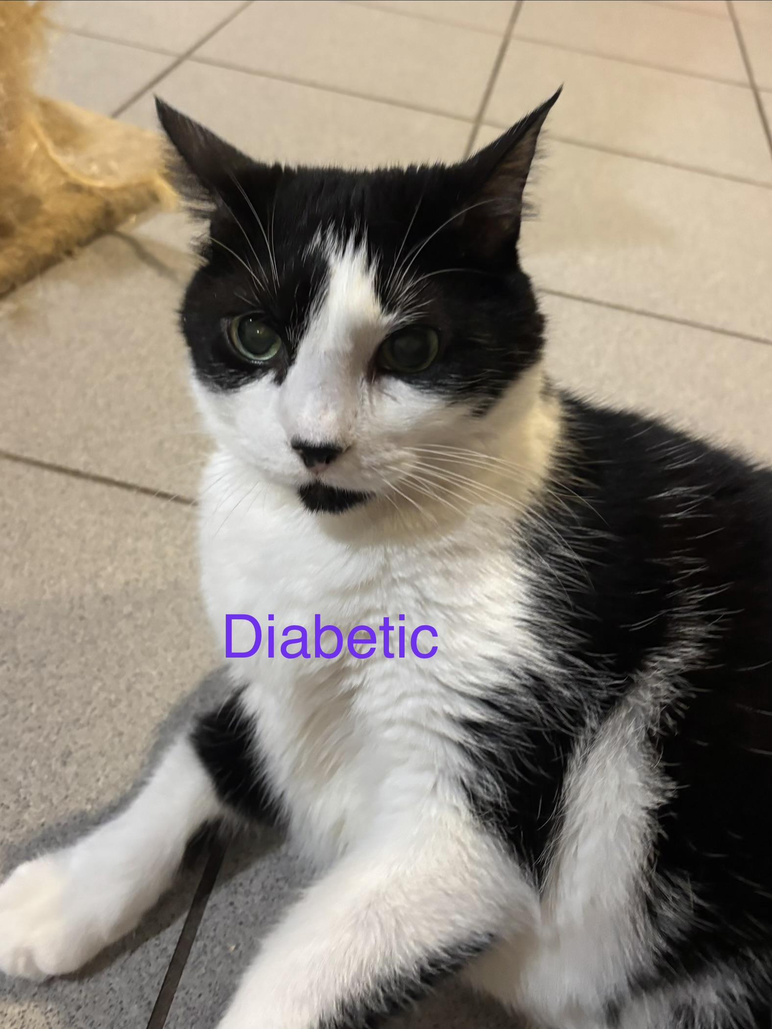 Miss Rosie, Adoptable, Senior Female Domestic Short Hair.