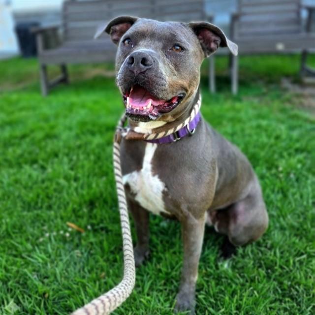 TALLULAH, Adoptable, Adult Female Pit Bull Terrier.