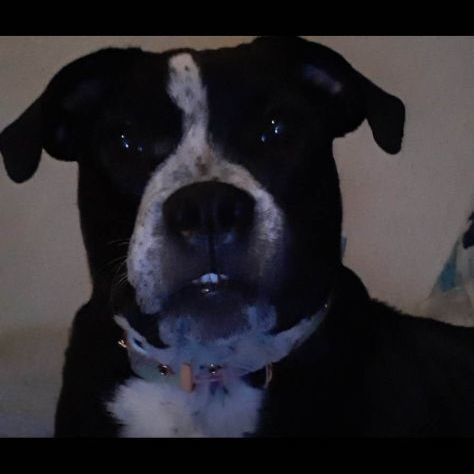 Sadie, a Adoptable mixed breed in Lubbock, TX image 1/4