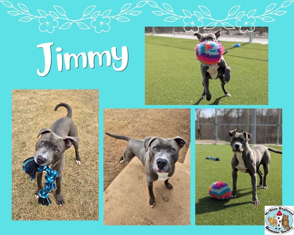 Jimmy, Adoptable, Young Male Terrier.