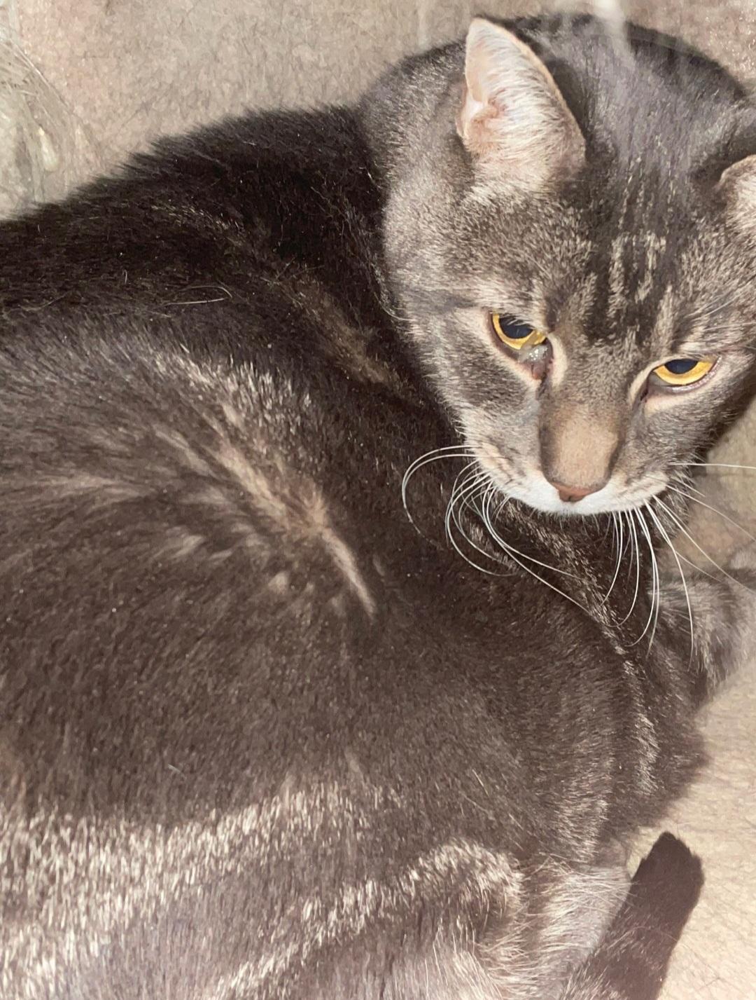 Enlarge Stasha, a Adoptable Tabby in Billings, MT image 1/1