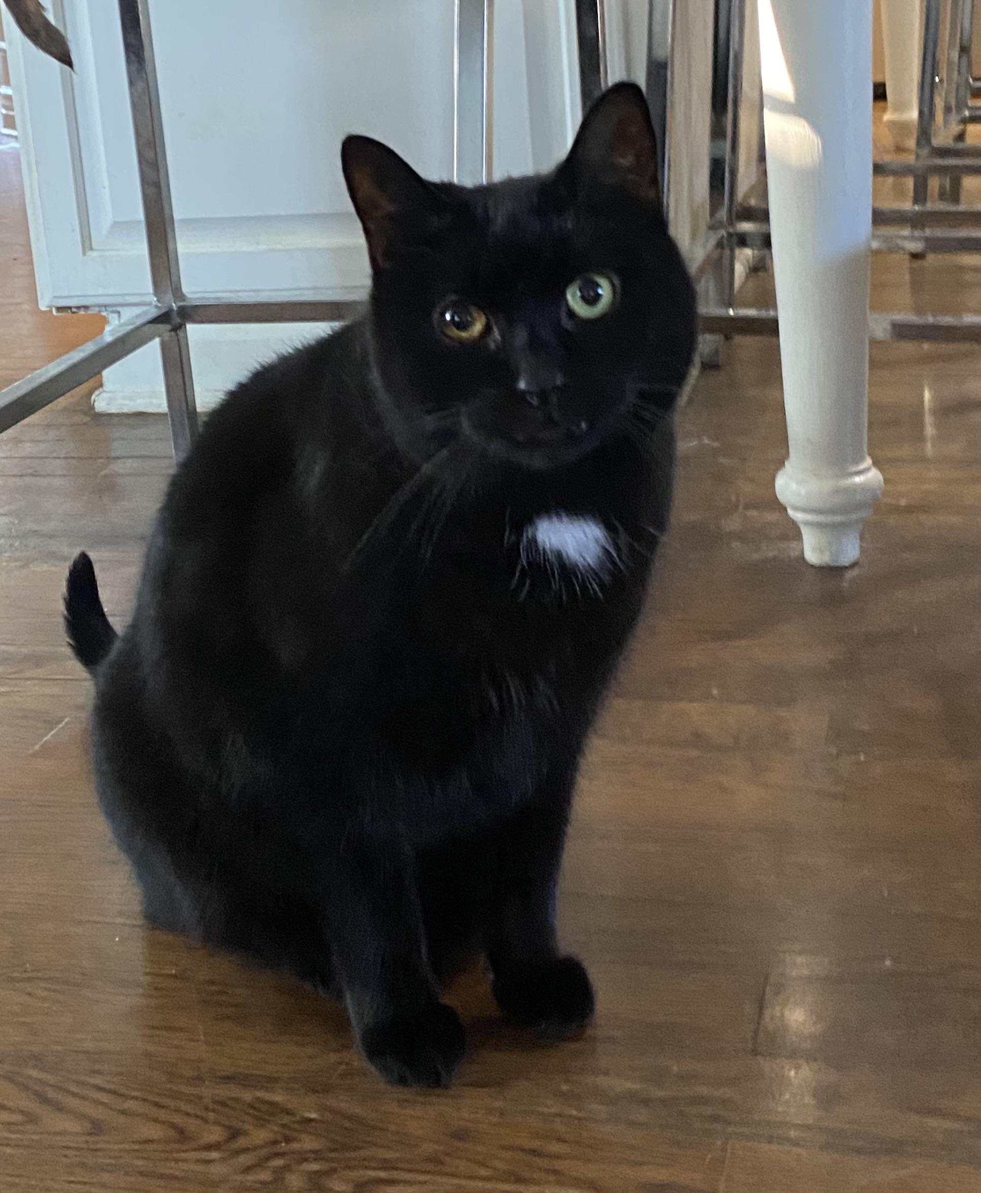 ZIGGY, Adoptable, Adult Male Domestic Short Hair & American Shorthair.