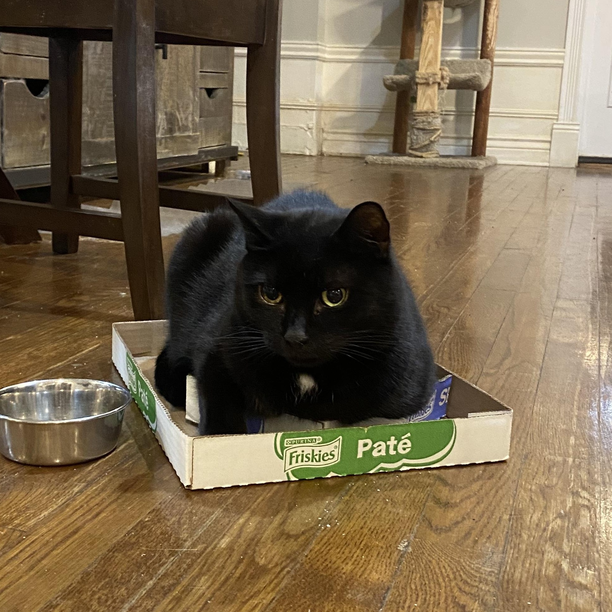 ZIGGY, a Adoptable mixed breed in Columbus, OH image 2/5