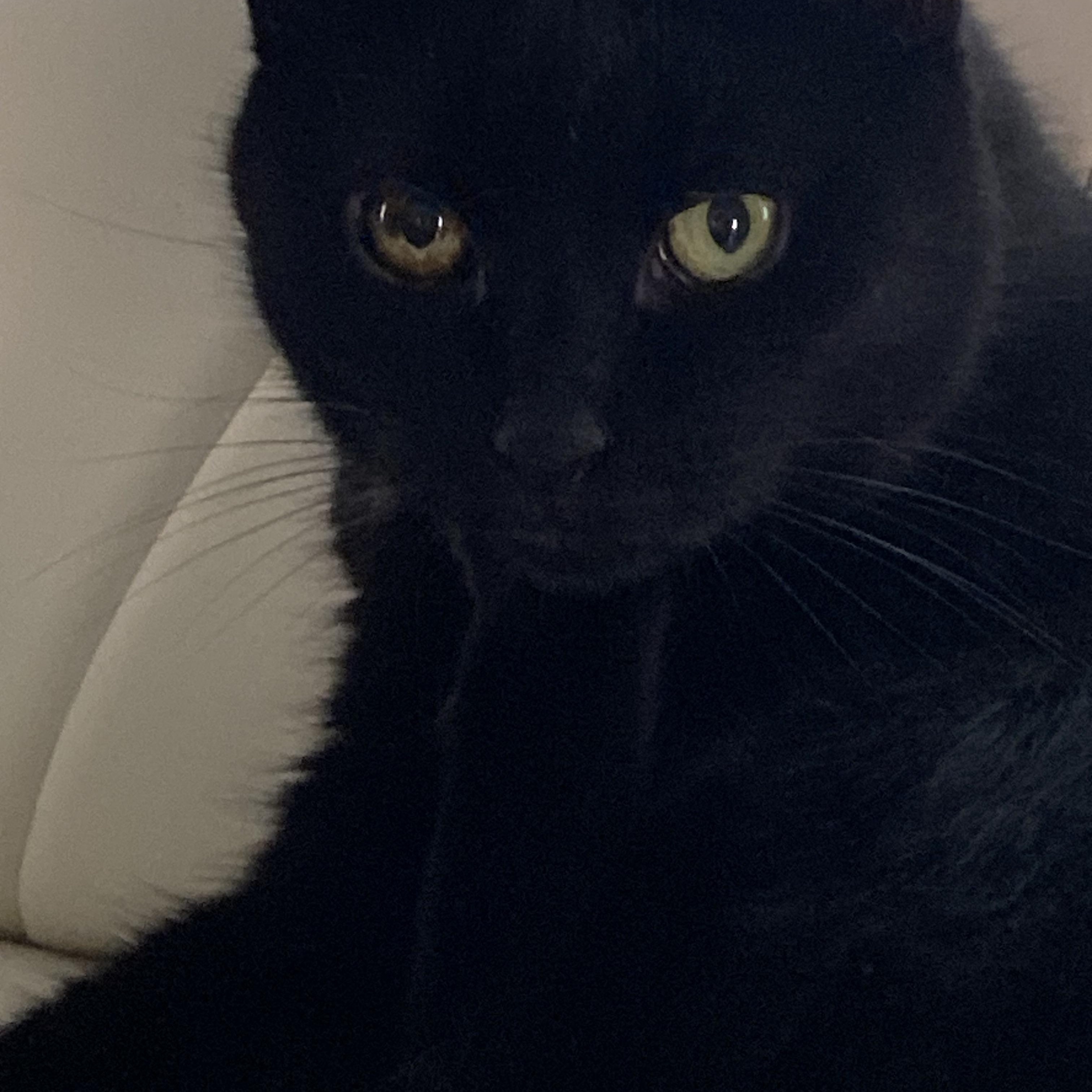 ZIGGY, a Adoptable mixed breed in Columbus, OH image 3/5