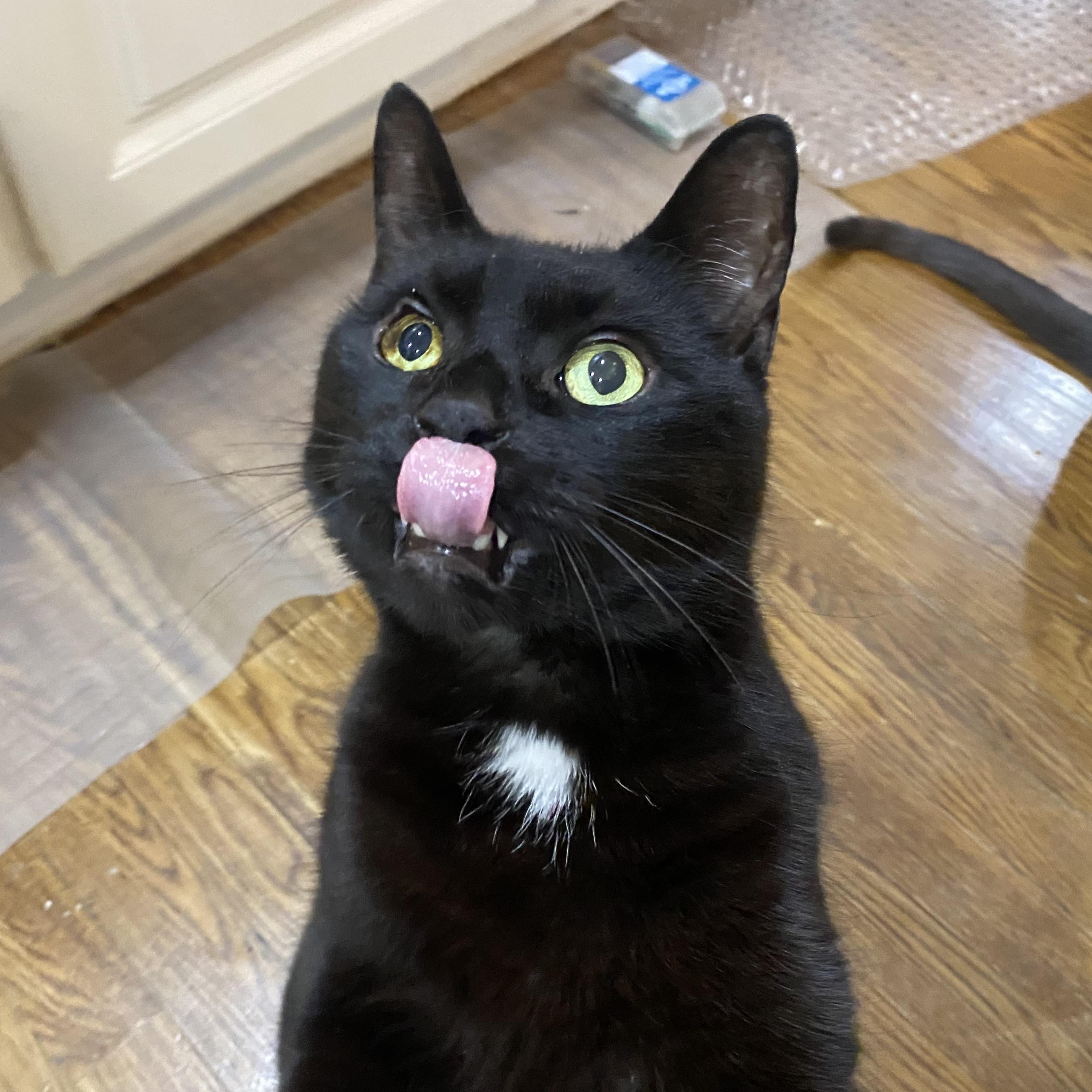 ZIGGY, a Adoptable mixed breed in Columbus, OH image 4/5