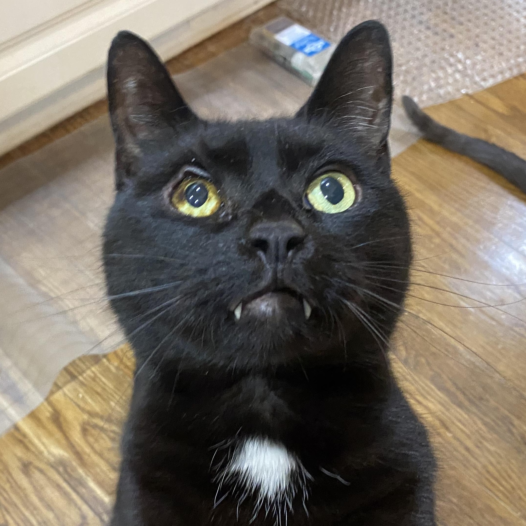 ZIGGY, a Adoptable mixed breed in Columbus, OH image 5/5