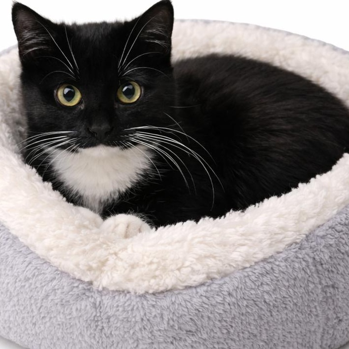 TALLULAH, Adoptable, Young Male Domestic Short Hair.