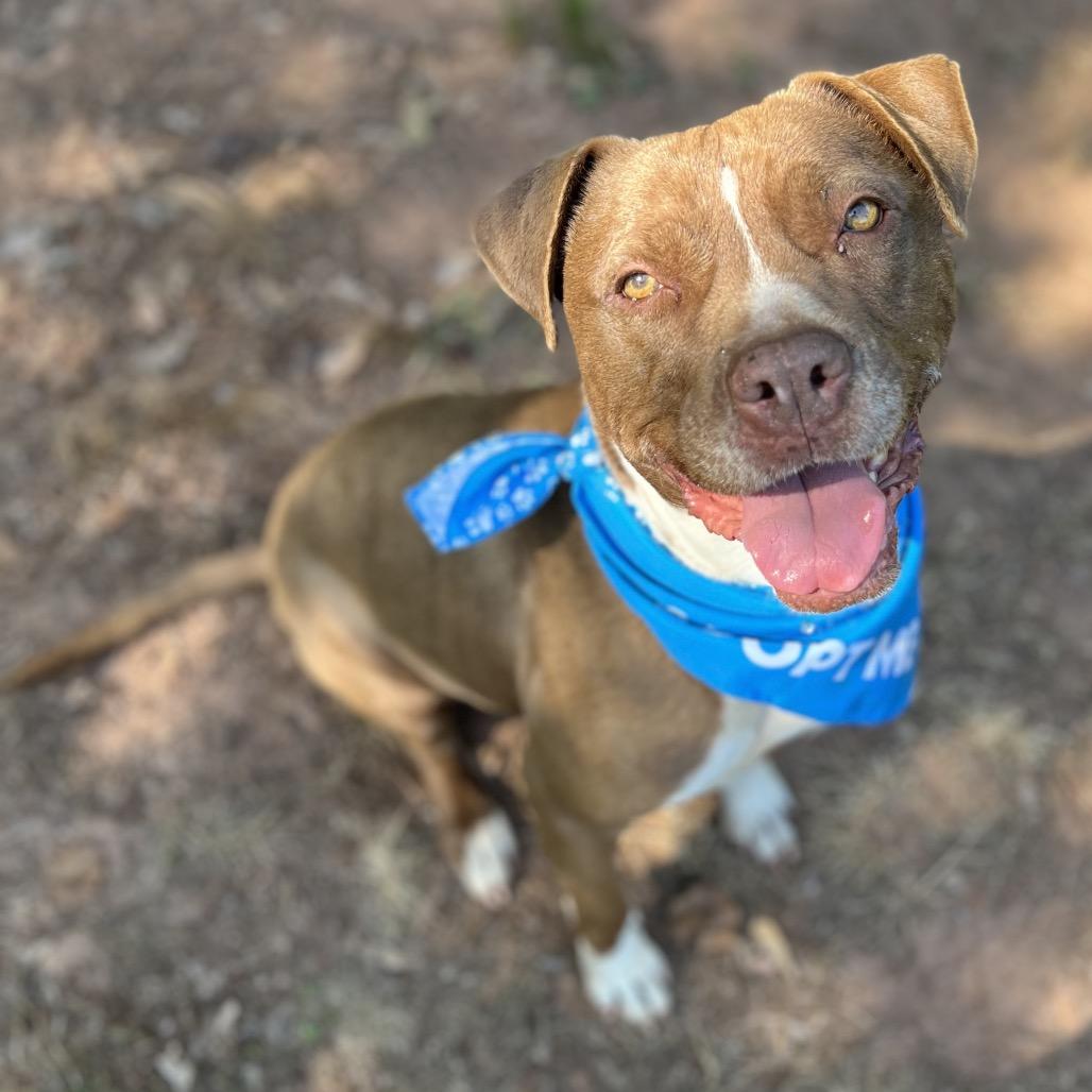 Monk, a Adoptable mixed breed in Simpsonville, SC image 1/3