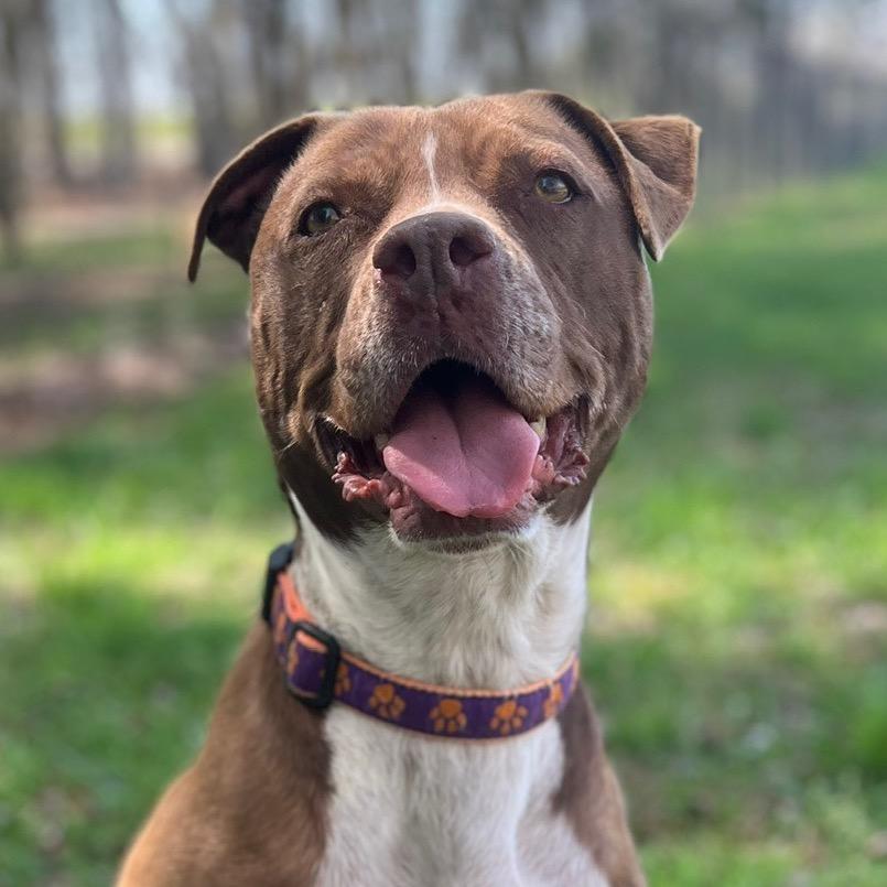 Enlarge Monk, a Adoptable mixed breed in Simpsonville, SC image 1/6