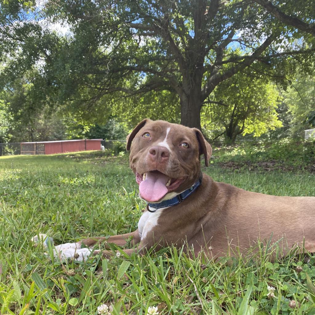 Monk, Adoptable, Adult Male Terrier & Mixed Breed.