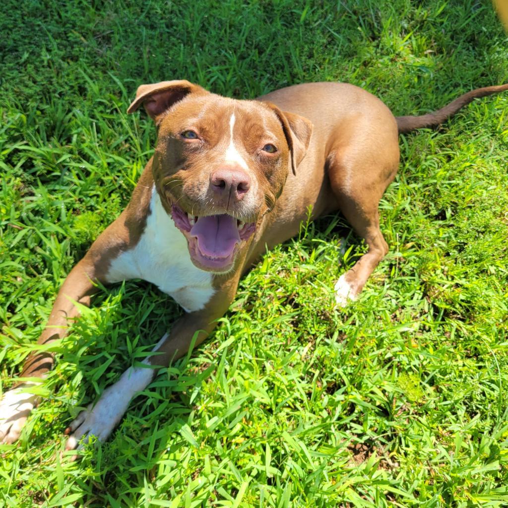 Monk, a Adoptable mixed breed in Simpsonville, SC image 2/6