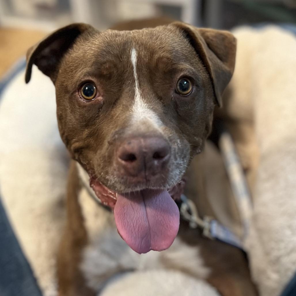 Enlarge Monk, a Adoptable mixed breed in Simpsonville, SC image 2/6