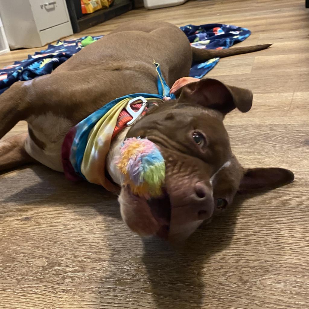 Monk, a Adoptable mixed breed in Simpsonville, SC image 3/6