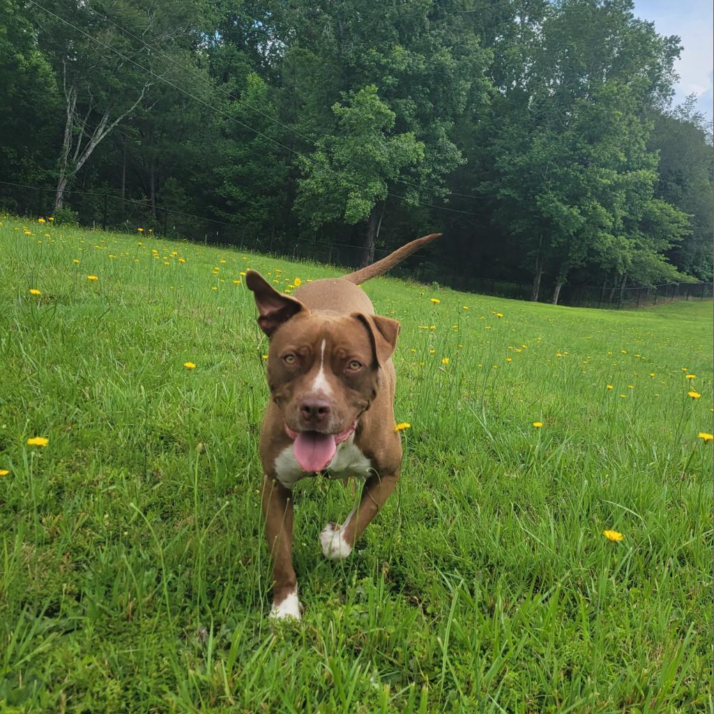 Monk, a Adoptable mixed breed in Simpsonville, SC image 2/4