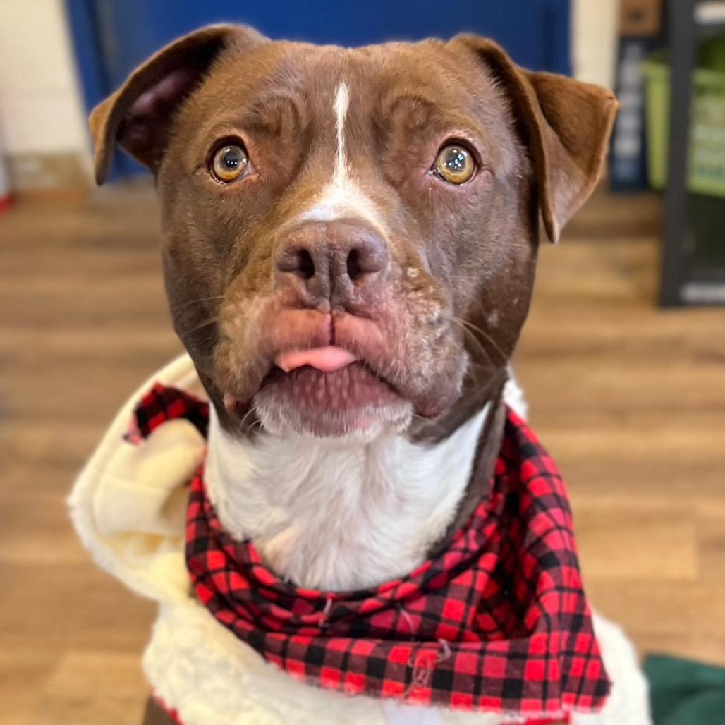 Monk, a Adoptable mixed breed in Simpsonville, SC image 4/6