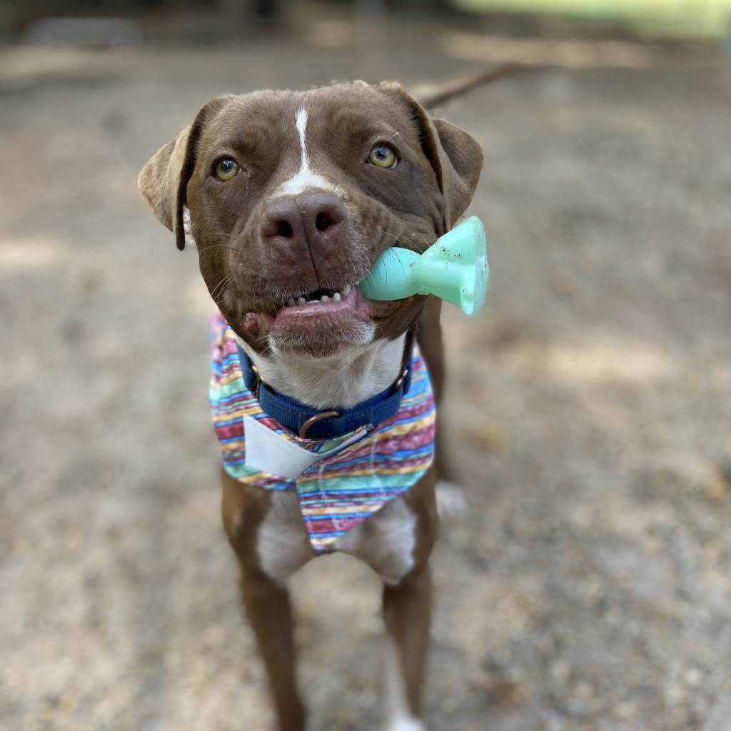 Monk, a Adoptable mixed breed in Simpsonville, SC image 5/6