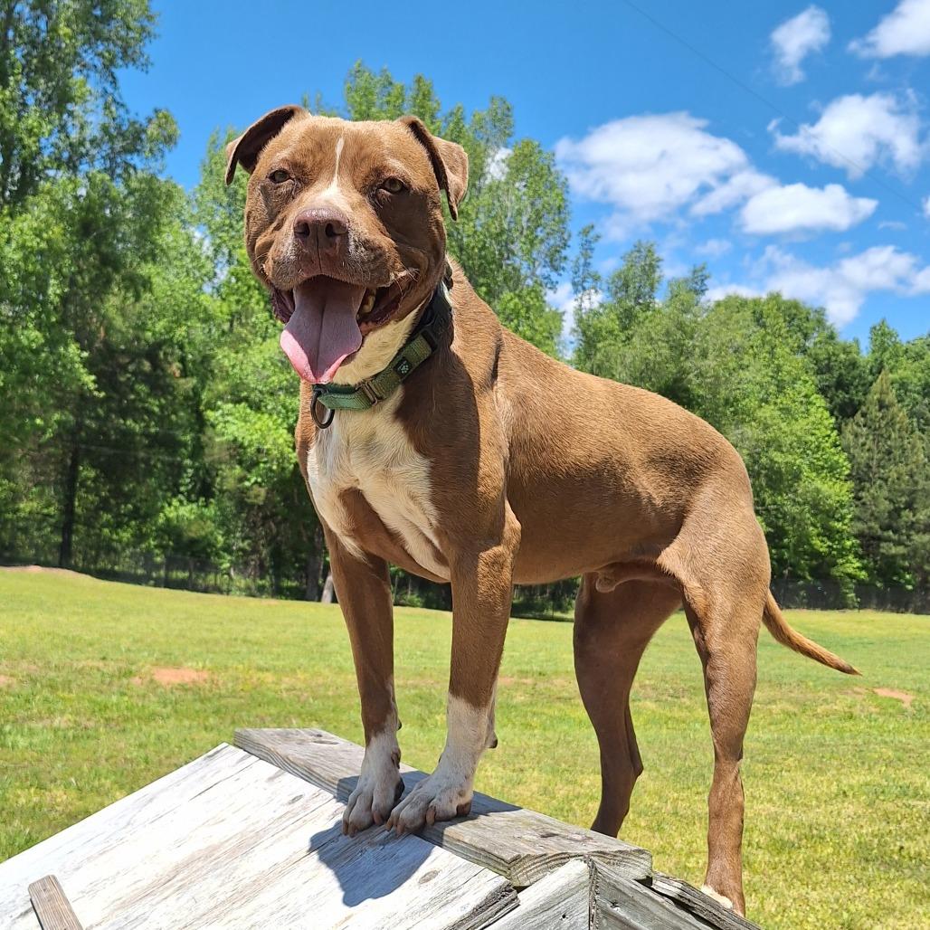 Monk, a Adoptable mixed breed in Simpsonville, SC image 2/3
