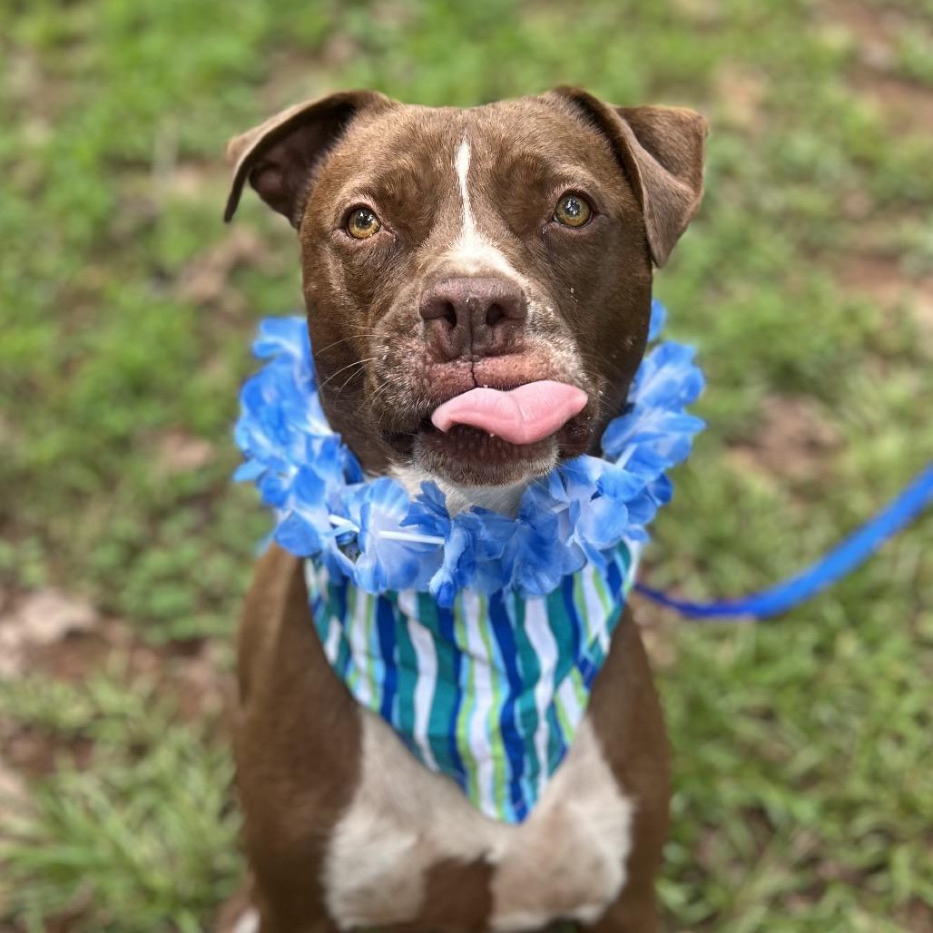 Monk, a Adoptable mixed breed in Simpsonville, SC image 3/3