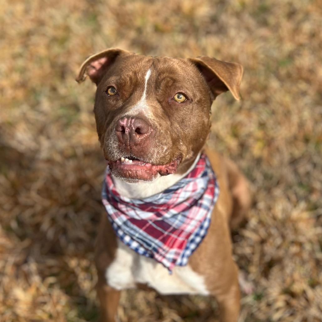 Monk, a Adoptable mixed breed in Simpsonville, SC image 6/6