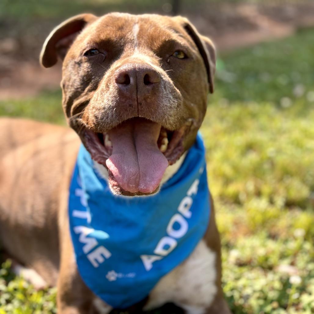 Enlarge Monk, a Adoptable mixed breed in Simpsonville, SC image 5/5