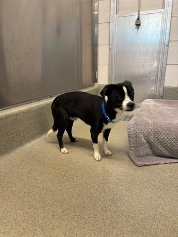 Enlarge ROBERT, a Adoptable mixed breed in San Martin, CA image 1/1