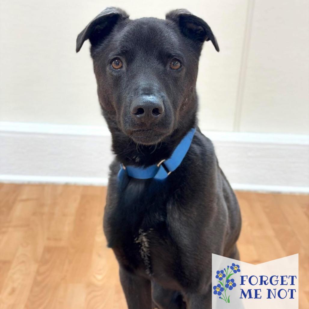 Enlarge Benz, a Adoptable Mixed Breed in DeKalb, IL image 1/6