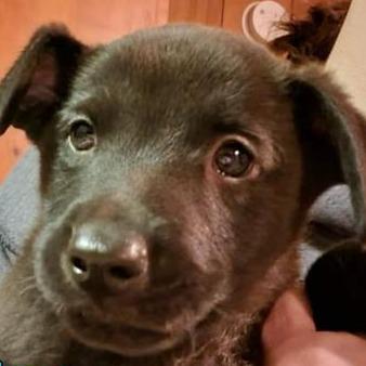 Enlarge Benz, a Adoptable Mixed Breed in DeKalb, IL image 1/4