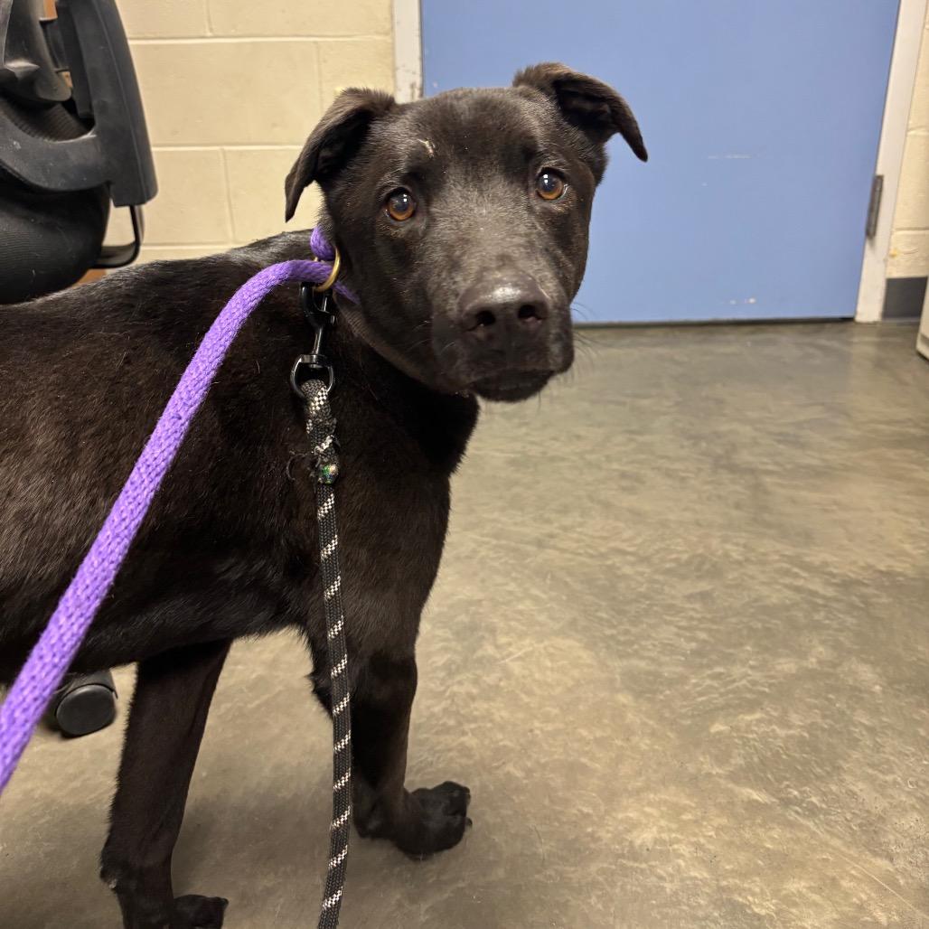 Enlarge Benz, a Adoptable Mixed Breed in DeKalb, IL image 2/4