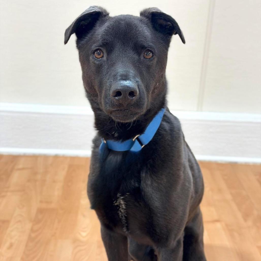 Enlarge Benz, a Adoptable Mixed Breed in DeKalb, IL image 4/6